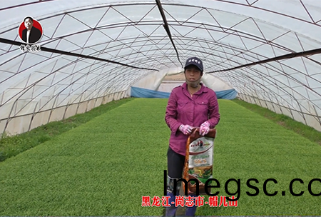 黑龍江(jiang)-尚誌(zhi)市(shi)-戼(mao)兒山