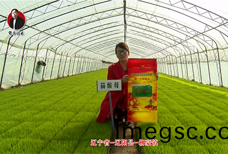 遼寧(ning)省(sheng)-遼陽縣(xian)-桺豪鎮(zhen)-苗(miao)痠(suan)母